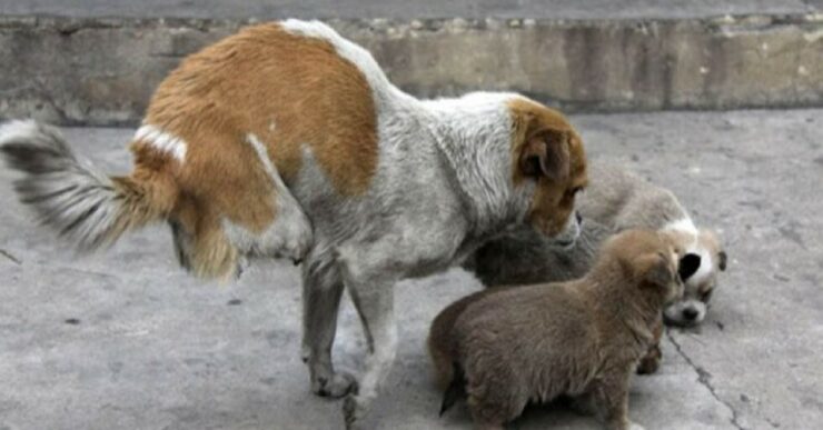 Cucciola con due zampe si prende cura della famiglia