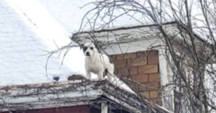 cagnolini rinchiusi