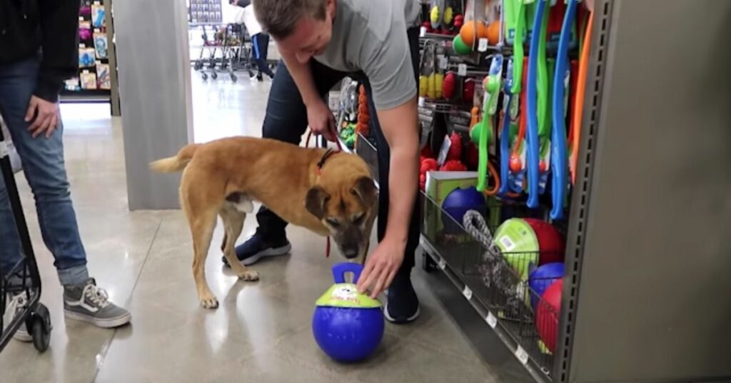 Porta un cane randagio in negozio di animali e gli regala tutto ciò che tocca con il muso