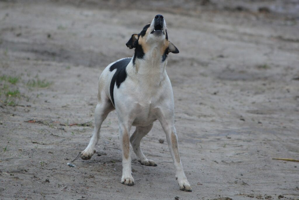 piccolo cane abbaio