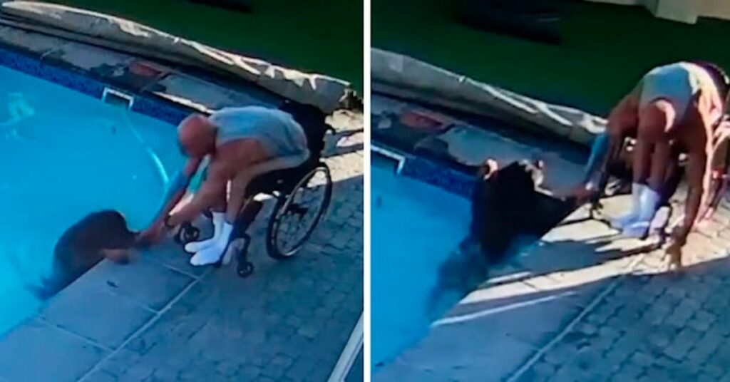 Un uomo su una sedia a rotelle ha salvato il suo cane che stava annegando in piscina