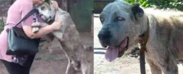 Una donna ritrova il cane che le era stato rubato 2 anni prima