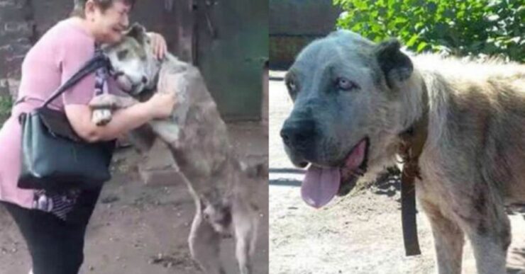 Una donna ritrova il cane che le era stato rubato 2 anni prima