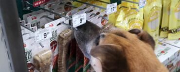 Porta un cane randagio in negozio di animali e gli regala tutto ciò che tocca con il muso