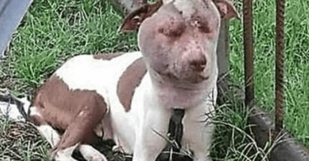 Un cane accasciato a terra in condizioni terribili