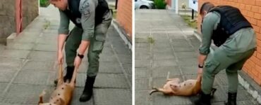 Il cane randagio chiede a un poliziotto di giocare