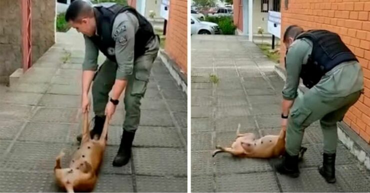 Il cane randagio chiede a un poliziotto di giocare