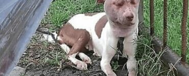 Un cane accasciato a terra in condizioni terribili