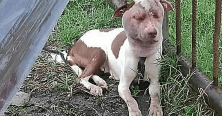 Un cane accasciato a terra in condizioni terribili