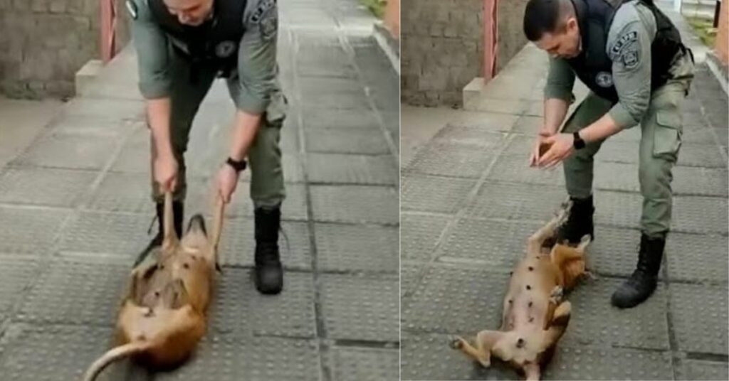 Il cane randagio chiede a un poliziotto di giocare