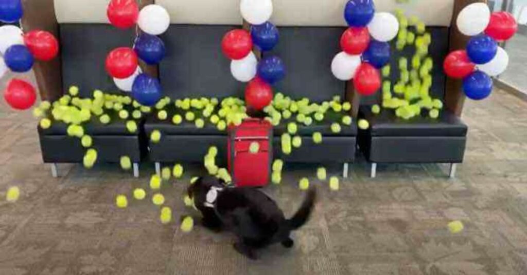 Dopo 8 anni di servizio, il cane riceve una sorpresa speciale come festa di pensionamento