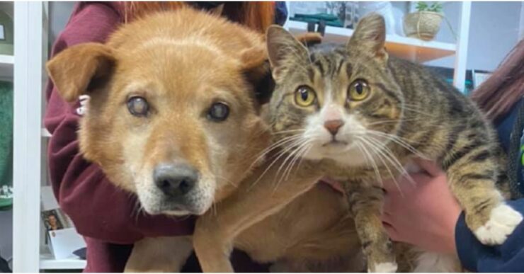 Un cane cieco e il suo amico gatto vengono finalmente adottati insieme