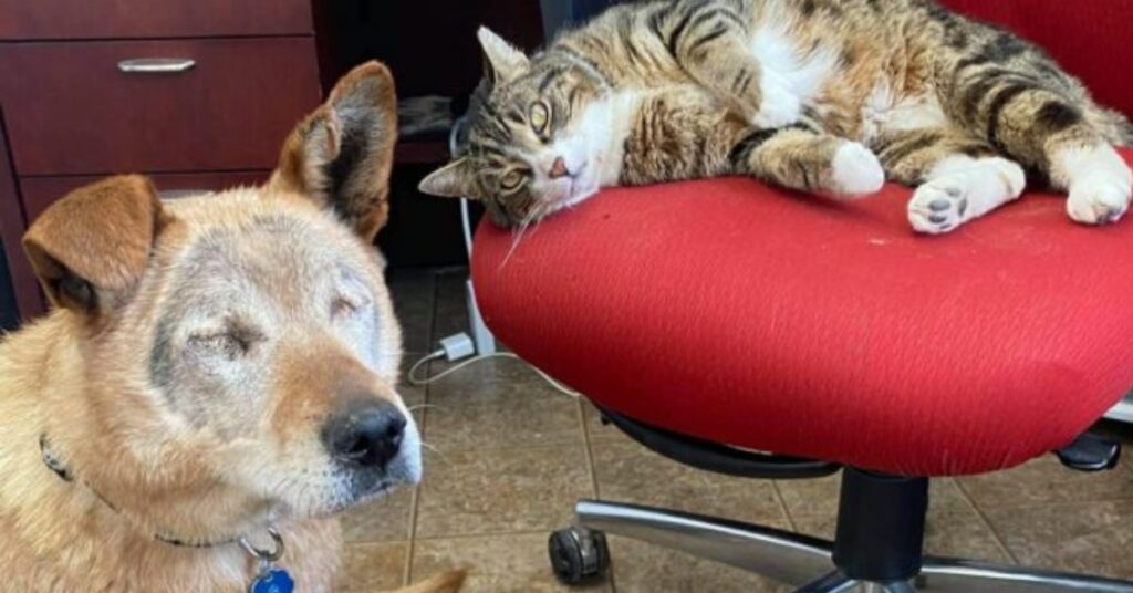 Un cane cieco e il suo amico gatto vengono finalmente adottati insieme