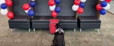 Dopo 8 anni di servizio, il cane riceve una sorpresa speciale come festa di pensionamento