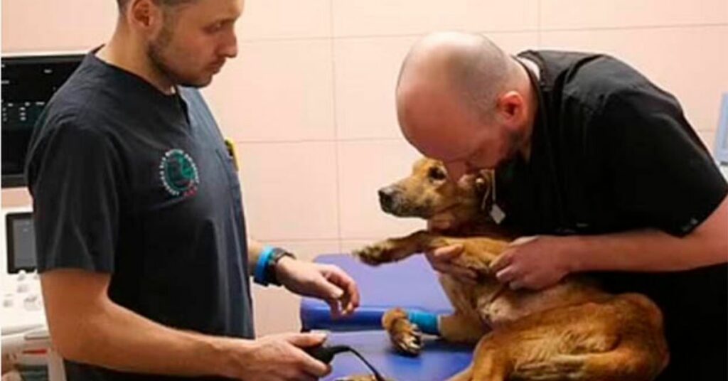 veterinario polacco rischia la vita ogni giorno per salvare cani e gatti in Ucraina