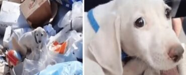 Un cucciolo abbandonato nella discarica ora ha una vita felice