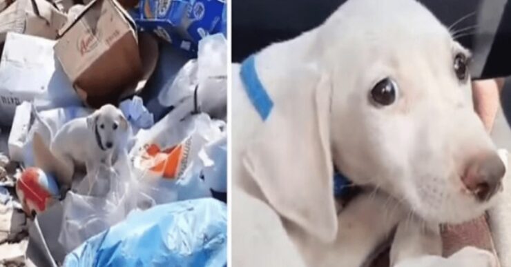 Un cucciolo abbandonato nella discarica ora ha una vita felice