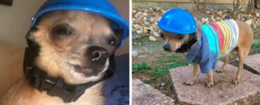 Il cucciolo che deve sempre indossare un casco per proteggere la sua testa