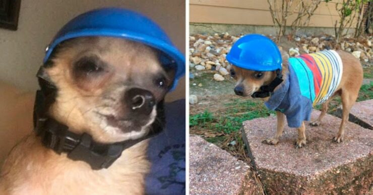 Il cucciolo che deve sempre indossare un casco per proteggere la sua testa