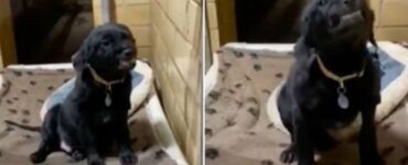 Il cucciolo sorride a tutti in rifugio nella speranza di essere adottato