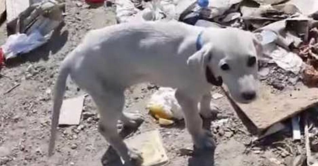 Un cucciolo abbandonato nella discarica ora ha una vita felice