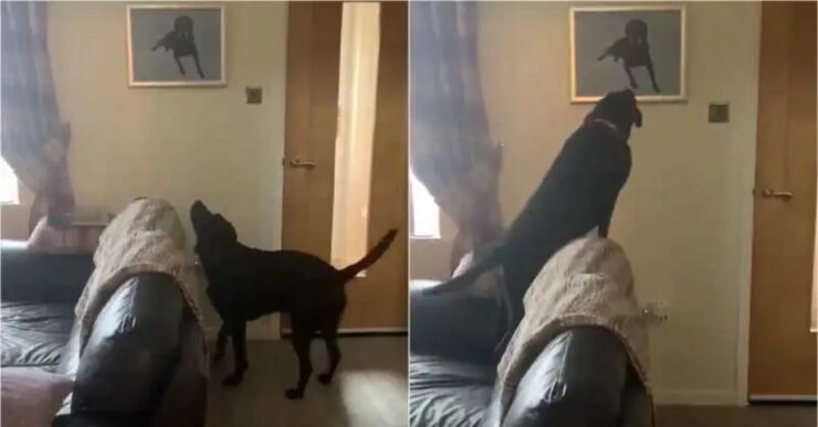 Il cucciolo Frank