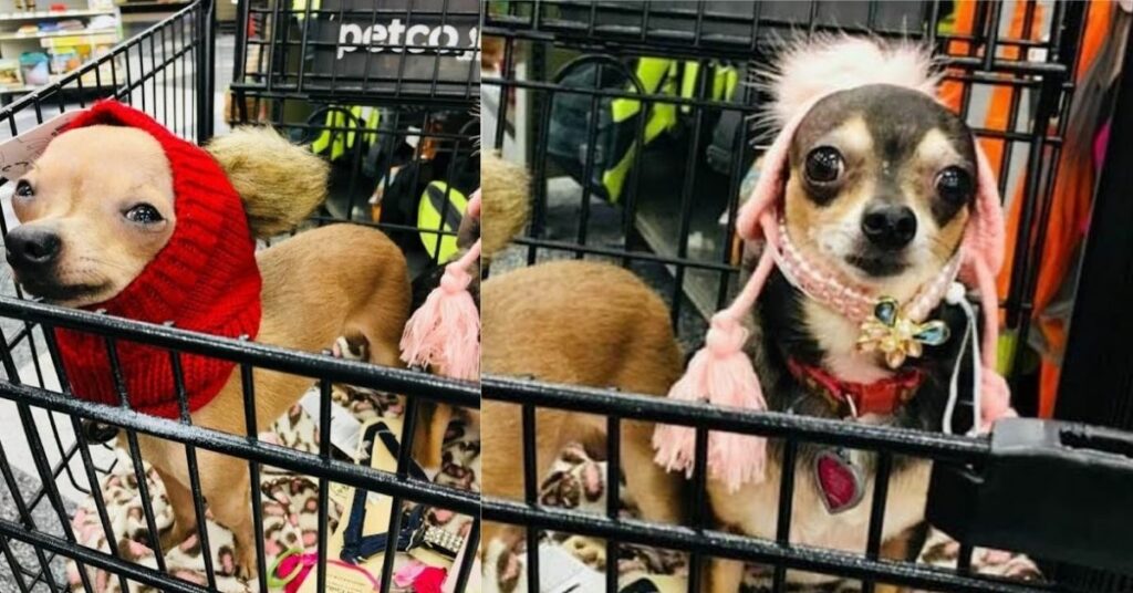 Il cucciolo che deve sempre indossare un casco per proteggere la sua testa