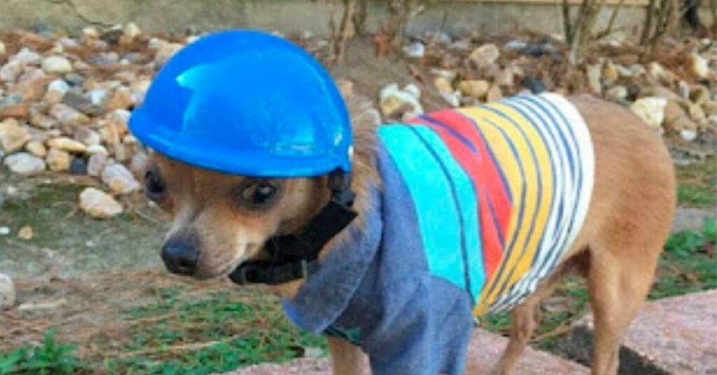 Il cucciolo che deve sempre indossare un casco per proteggere la sua testa