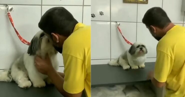 Il cucciolo accetta di essere lavato solo dal suo toelettatore preferito