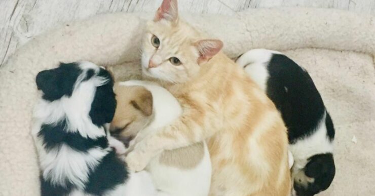 La gatta che ha perso i suoi cuccioli, trova la felicità adottando due cagnolini orfani