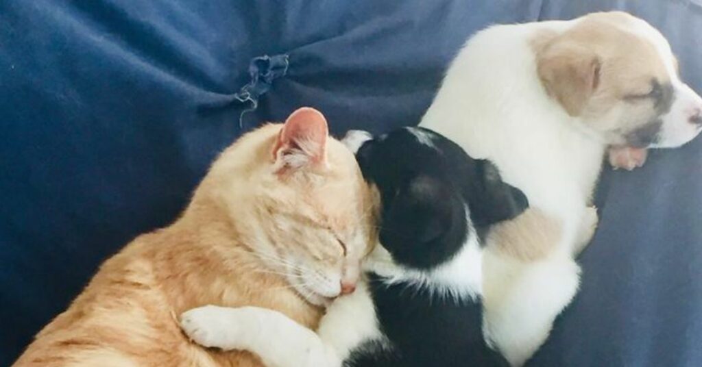 La gatta che ha perso i suoi cuccioli, trova la felicità adottando due cagnolini orfani