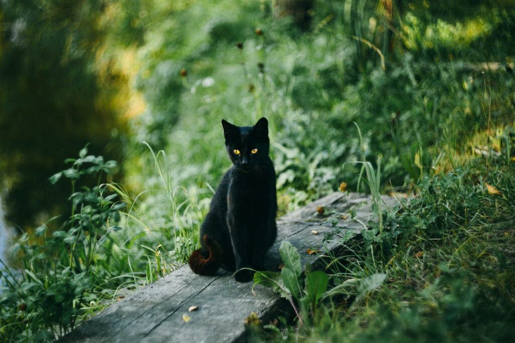 piccolo gattino scomparso