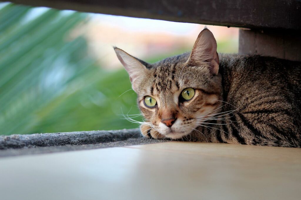 piccolo gattino scomparso