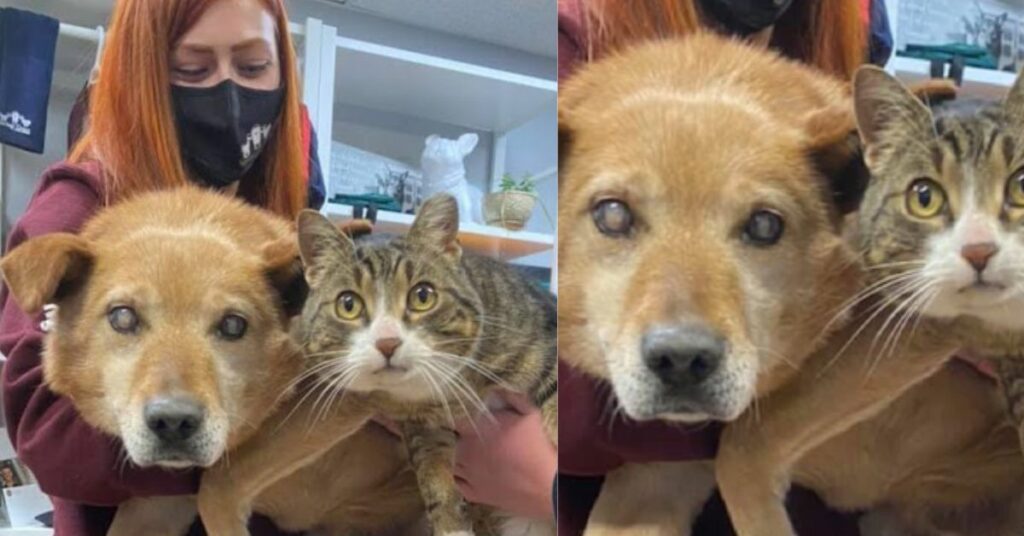 Un cane cieco e il suo amico gatto vengono finalmente adottati insieme