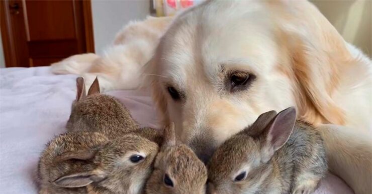 Piccoli coniglietti pensano che il Golden Retriever sia il loro papà