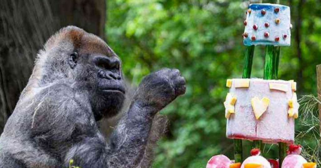 Ozzie, il gorilla più vecchio del mondo, ci ha lasciato all'età di 61 anni