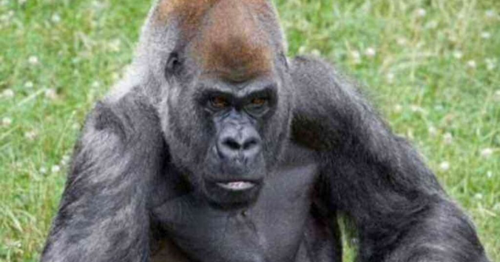 Ozzie, il gorilla più vecchio del mondo, ci ha lasciato all'età di 61 anni