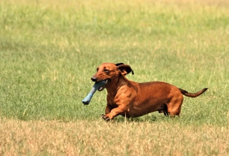 cane giochino