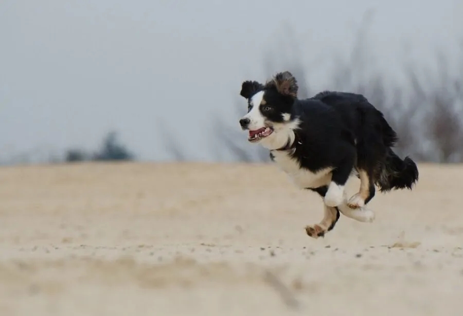 cane corsa tenero