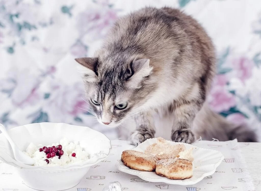 gatto annusa colazione