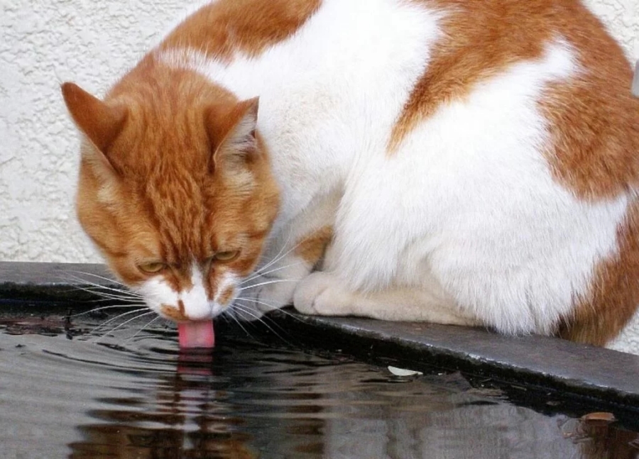 gatto specchio acqua
