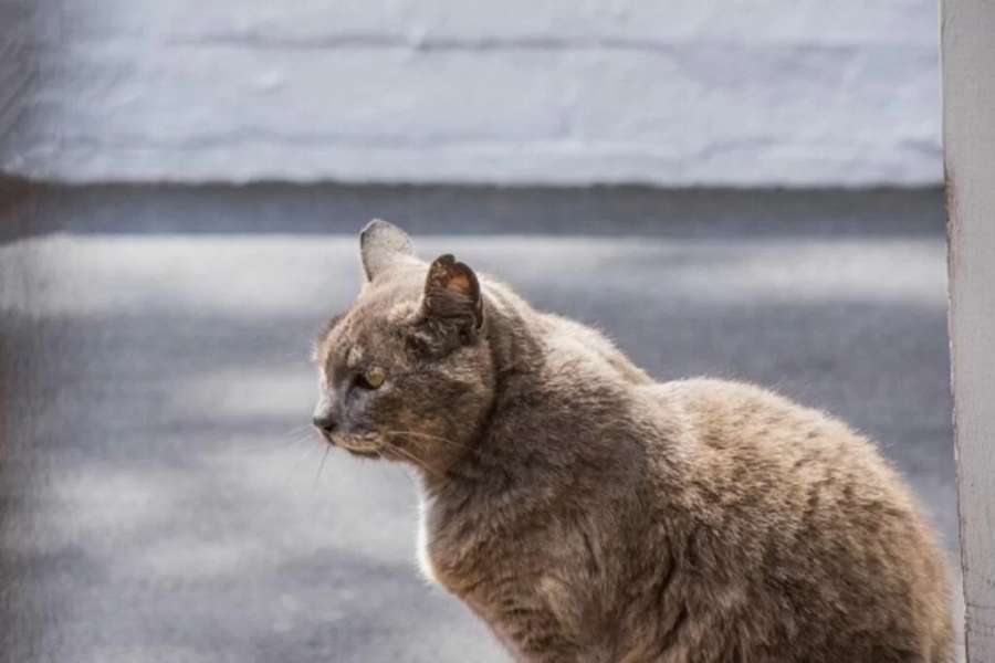 felino fuori