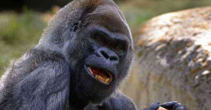Ozzie, il gorilla più vecchio del mondo, ci ha lasciato all'età di 61 anni