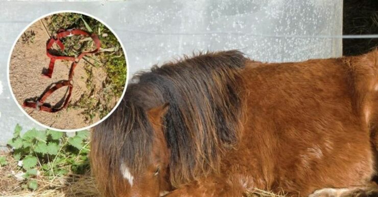 Pony trascinato con la macchina per 3 km