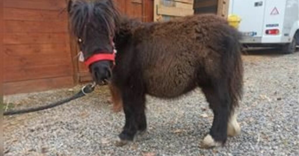 Pony trascinato con la macchina per 3 km