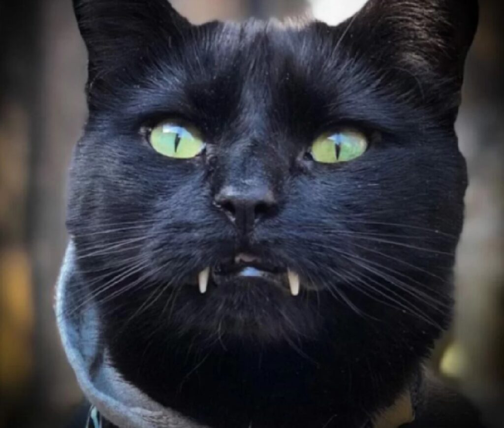 gatto denti sporgenti 