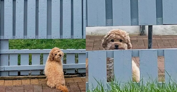 cane ffacciato alla recinzione