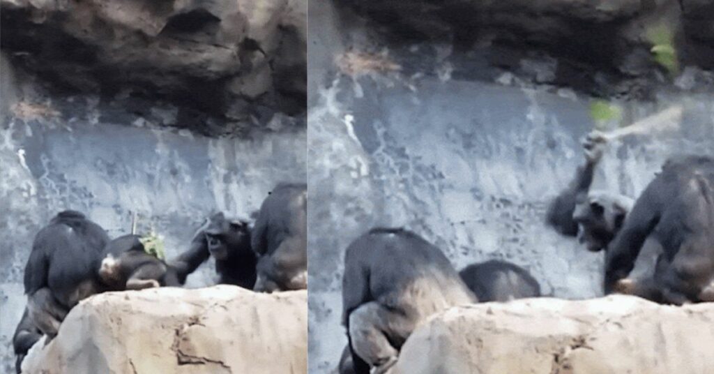 Cucciolo di scimpanzé lancia pietre contro i visitatori dello zoo e il padre lo punisce con un bastone