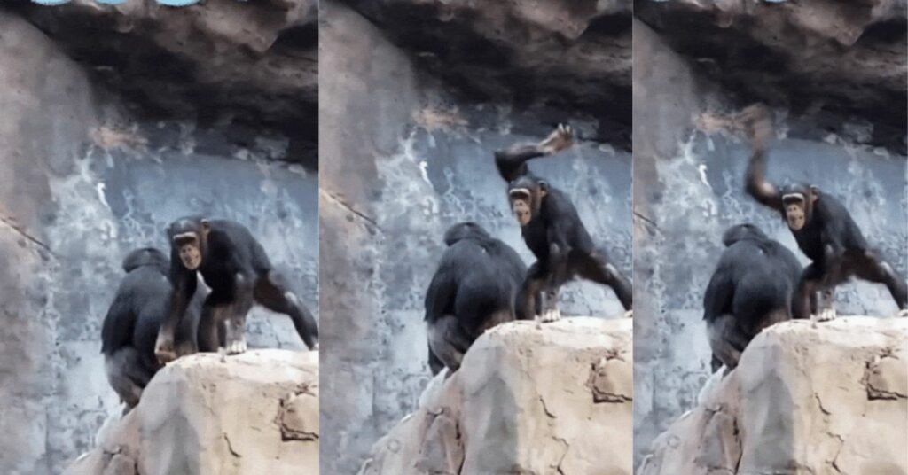 Cucciolo di scimpanzé lancia pietre contro i visitatori dello zoo e il padre lo punisce con un bastone