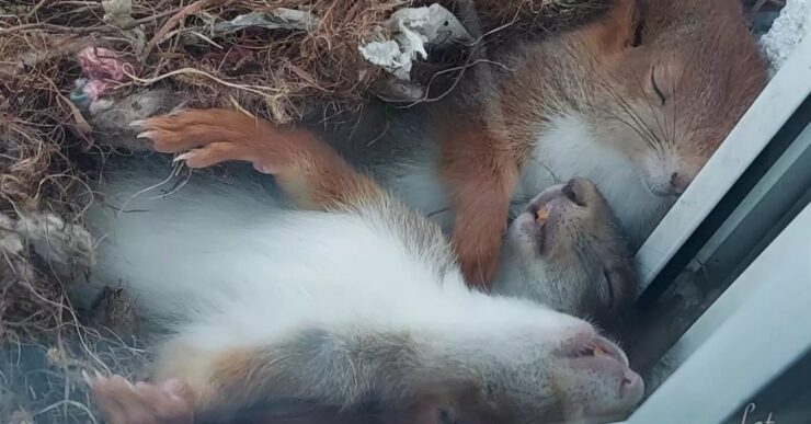 scoiattoli che dormono